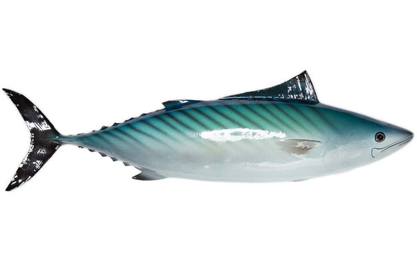 #13 Atlantic Bonito