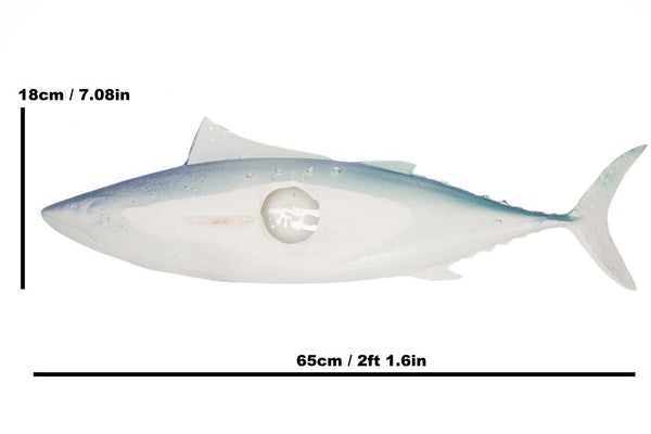 #13 Atlantic Bonito