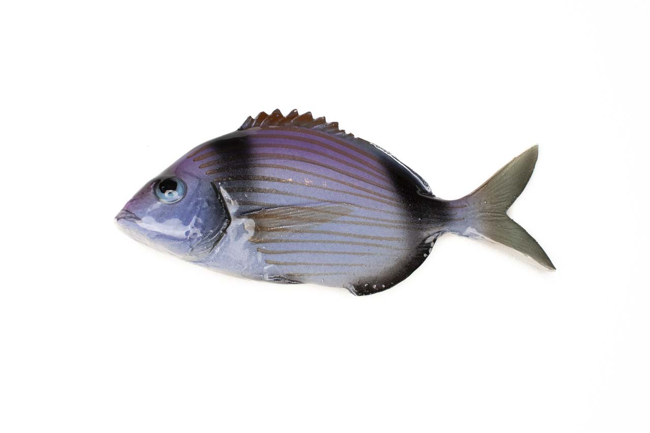 Two-banded seabream ceramic fish