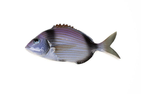 Two-banded seabream ceramic fish