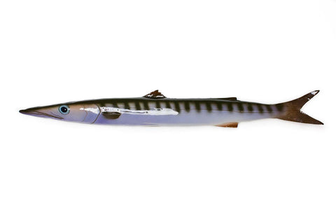 barracuda ceramic fish