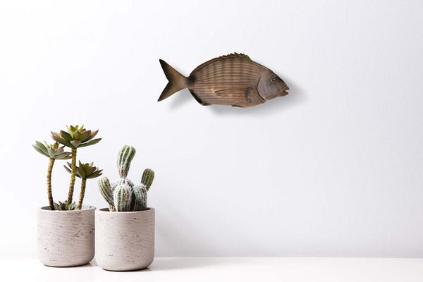 a sargo ceramic fish hung on wall