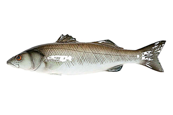 Big European seabass - handmade ceramic wall art - facing left.