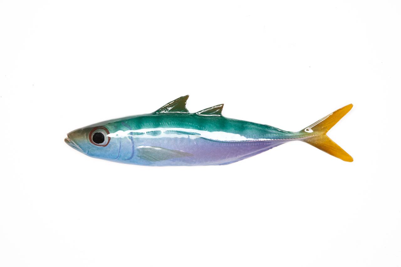 #38 Atlantic horse mackerel
