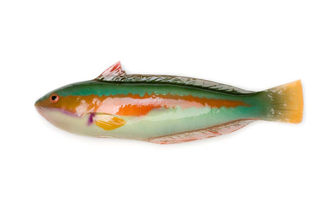 multicolor ceramic fish: big mediterranean rainbow wrasse