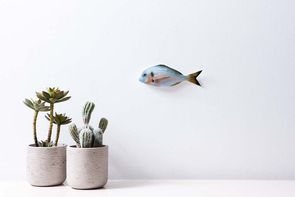 Gilthead seabream fish wall hanging