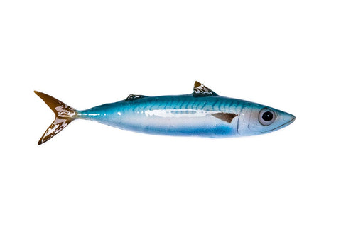 Bullet tuna ceramic fish