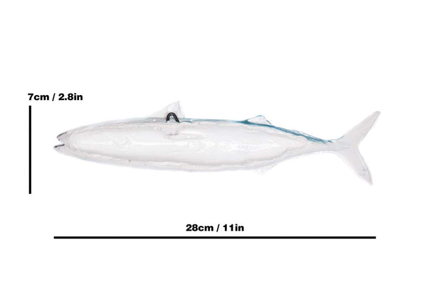Atlantic mackerel, back side with measure