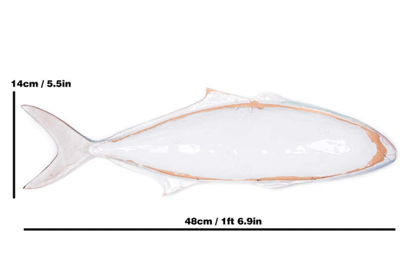 Greater amberjack rear view with measures