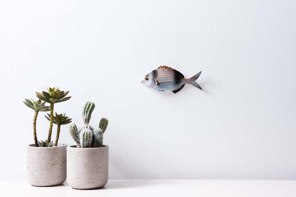 Two-banded seabream fish wall decor