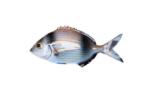 Two-banded seabream ceramic fish