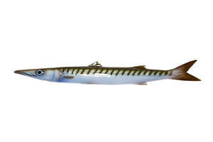 barracuda ceramic fish