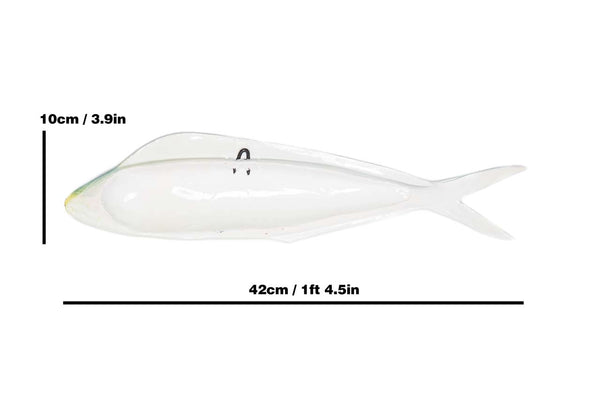 Dolphinfish back view with measures