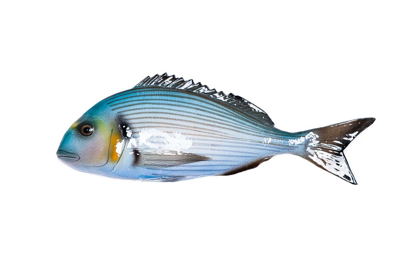 Gilthead seabream ceramic fish, big version