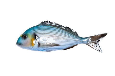 Gilthead seabream ceramic fish, big version
