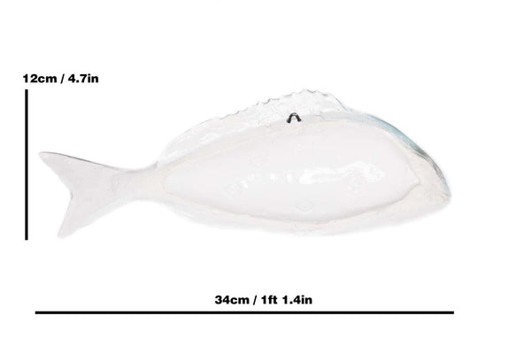 Gilthead seabream rear view with measures
